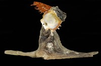 藏品(黑丁字牡蠣)的圖片